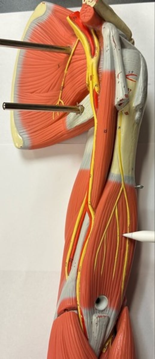 <p>What are the (2) attachments of the Brachialis?</p>