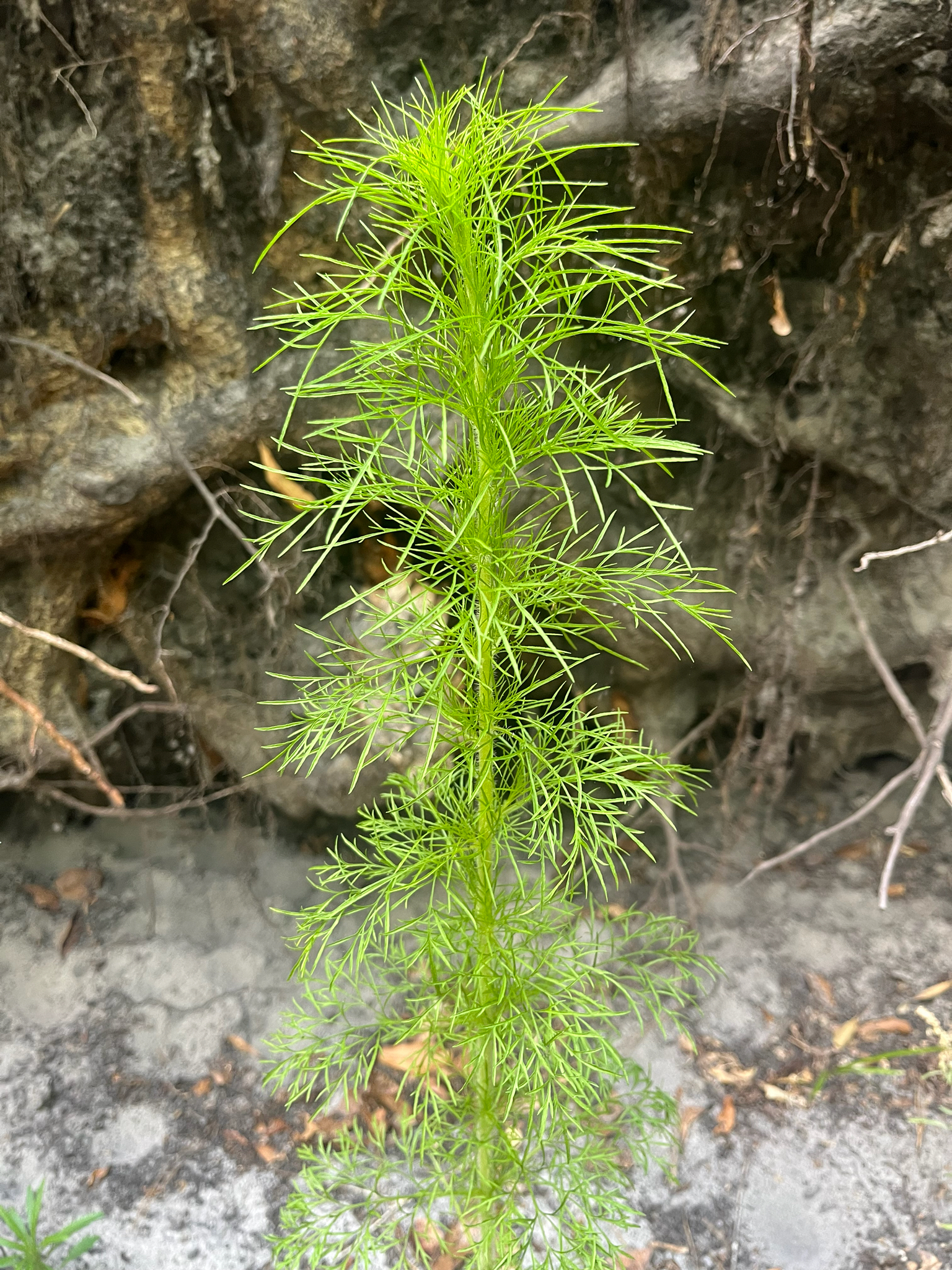 <p>Dogfennel scientific name</p>