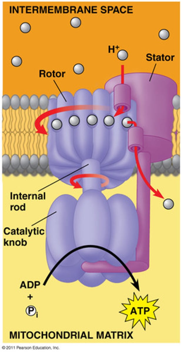 <p>enzyme that catalyzes the reaction that adds a high-energy phosphate group to ADP to form ATP</p>