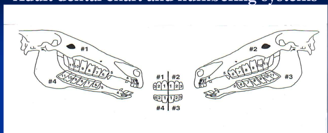 <ul><li><p>anatomic: I1-3, C1, P1-4, M1-3 </p></li><li><p>Triadan: quadrants 1-4; upper right = 1, upper left = 2, lower left = 3 and lower right = 4; teeth numbered 1 to 11 in each quadrant. </p></li><li><p>for example 1st upper right incisor is 101, last lower left molar is 311</p></li><li><p>for deciduous teeth the quadrants are 5-8 </p></li></ul><p></p>