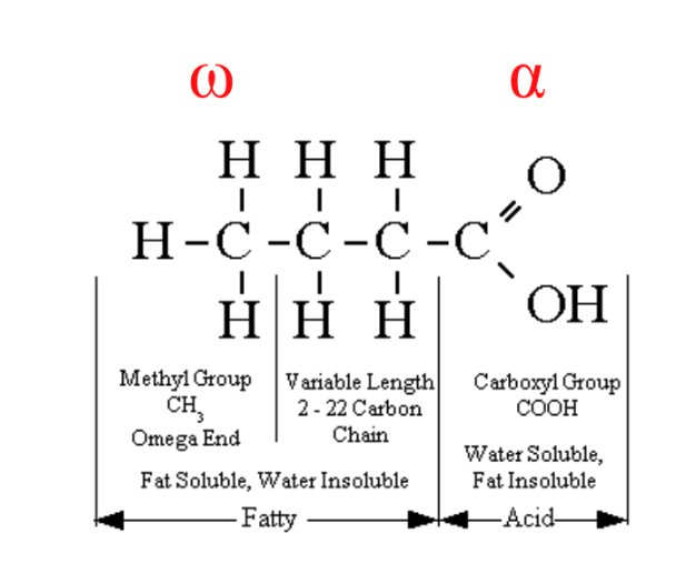 <p>The building block</p><p>(monomer) of lipids</p><p>Chain of carbon atoms</p><p>Carboxyl group (-COOH)</p><p>at alpha (α-) end</p><p>Methyl group (-CH3) at</p><p>omega (ω-) end</p><p>Lipids yield double the</p><p>amount of energy as</p><p>carbohydrates per gram</p><p>Glycogen is more accessible</p><p>to break down; carbs are</p><p>used up before lipids are</p><p>broken down</p>