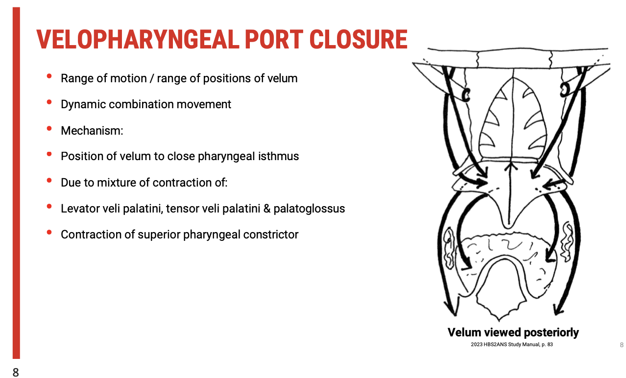 <p><span><strong>Dynamic Function of the Velopharyngeal Port in Swallowing</strong></span></p><p>One of the critical concepts is understanding that&nbsp;<span><strong>velopharyngeal port closure</strong></span>&nbsp;is not a simple "open or shut" mechanism. Instead, it involves a&nbsp;<span><strong>dynamic range of motion</strong></span>&nbsp;and precise positioning of the&nbsp;<span><strong>velum</strong></span>&nbsp;(soft palate). This movement is coordinated by multiple muscles that work together in varying degrees to adjust the closure according to the needs of swallowing, speech, and even respiration.</p><p><span><strong>Key Muscles in Velopharyngeal Port Closure</strong></span></p><ul><li><p><span><strong>Levator Veli Palatini</strong>: Elevates the soft palate, contributing to sealing the nasopharynx during swallowing.</span></p></li><li><p><span><strong>Tensor Veli Palatini</strong>: Tenses and assists in the elevation of the velum.</span></p></li><li><p><span><strong>Palatoglossus</strong>: Plays a role in depressing the velum, influencing the overall closure mechanism.</span></p></li><li><p><span><strong>Superior Pharyngeal Constrictor</strong>: This muscle surrounds the velum and contracts to assist in sealing the pharyngeal isthmus, ensuring the food moves forward rather than backward.</span></p></li></ul><p><span><strong>Dynamic Combination of Movements</strong></span></p><p>The velopharyngeal port closure is a&nbsp;<span><strong>combination of muscle contractions</strong></span>&nbsp;and&nbsp;<span><strong>movements</strong></span>. These muscles must work together to achieve the&nbsp;<span><strong>proper positioning</strong></span>&nbsp;of the velum to ensure the separation of the&nbsp;<span><strong>nasopharynx</strong></span>&nbsp;from the&nbsp;<span><strong>oropharynx</strong></span>&nbsp;during swallowing. This coordinated action prevents the&nbsp;<span><strong>nasal regurgitation</strong></span>&nbsp;of food and directs the bolus toward the&nbsp;<span><strong>esophagus</strong></span>.</p><p><span><strong>Postoperative Considerations for Emma</strong></span></p><p>In the case of Emma's postoperative course, if she’s experiencing swallowing difficulties, the issue may lie in her&nbsp;<span><strong>ability to coordinate these muscles effectively</strong></span>. Potential factors include:</p><ul><li><p><span><strong>Weakness or dysfunction in the levator or tensor veli palatini</strong>, which could hinder effective velum elevation and closure.</span></p></li><li><p><span><strong>Difficulty in superior pharyngeal constrictor contraction</strong>, which would impair the overall process of swallowing.</span></p></li><li><p><span><strong>Impaired coordination</strong>&nbsp;of these movements, leading to&nbsp;<strong>disrupted swallowing dynamics</strong>.</span></p></li></ul><p><span><strong>Implications for Clinical Management</strong></span></p><ul><li><p><span><strong>Rehabilitation</strong>&nbsp;of the velopharyngeal mechanism could involve&nbsp;<strong>targeted exercises</strong>&nbsp;to improve the strength and coordination of these muscles.</span></p></li><li><p><span><strong>Therapies such as speech or swallow exercises</strong>&nbsp;might focus on improving the muscle coordination and ensuring the dynamic movement of the velum is restored.</span></p></li></ul><p></p>