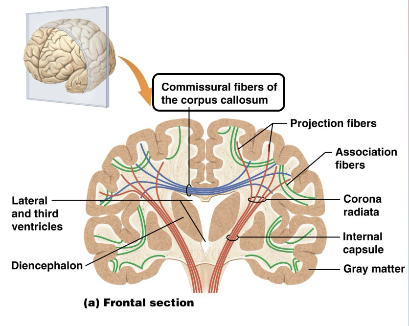 <p>Commissural</p>