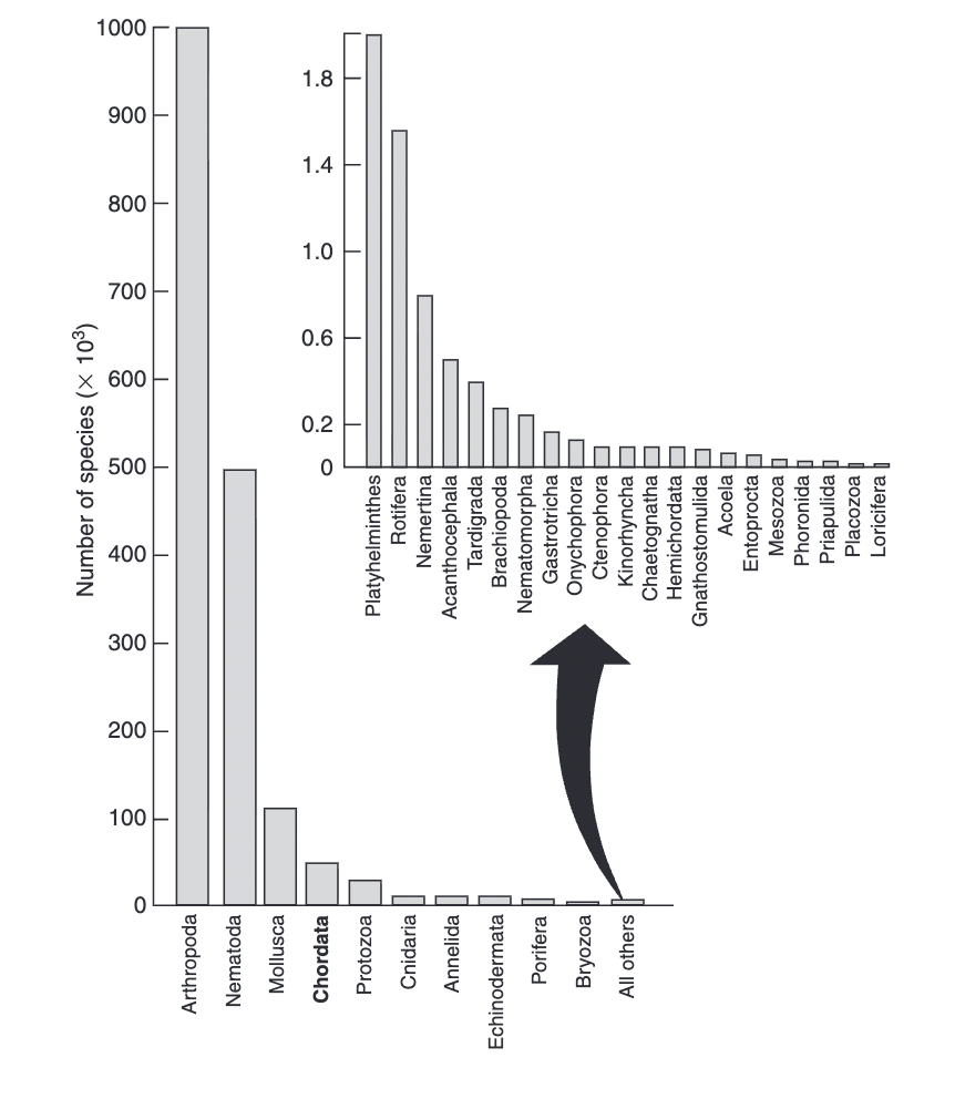 <ul><li><p>arthropods (crustaceans/insects) most diverse (millions of species)</p></li><li><p>nematoda (roundworms) second most diverse (1/2 million species)</p></li><li><p>chordata (vertebrates + others) (~50,000 species)</p></li></ul><p></p>