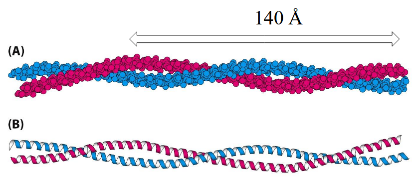 <p>Helix-helix contacts that wrap around each other in a left-handed spiral</p>