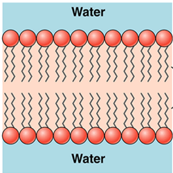 <p>What is this? And describe it</p>