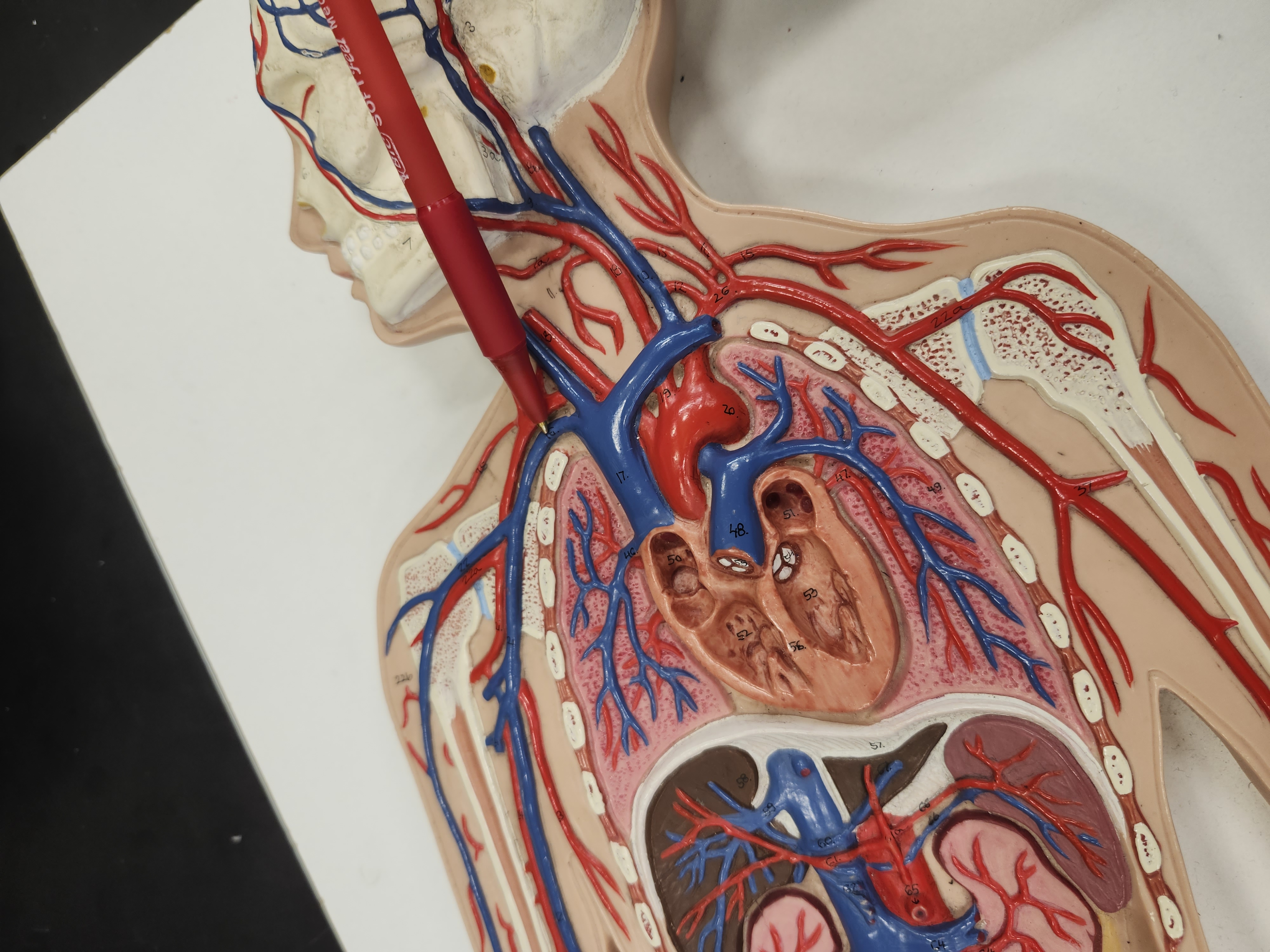 knowt flashcard image