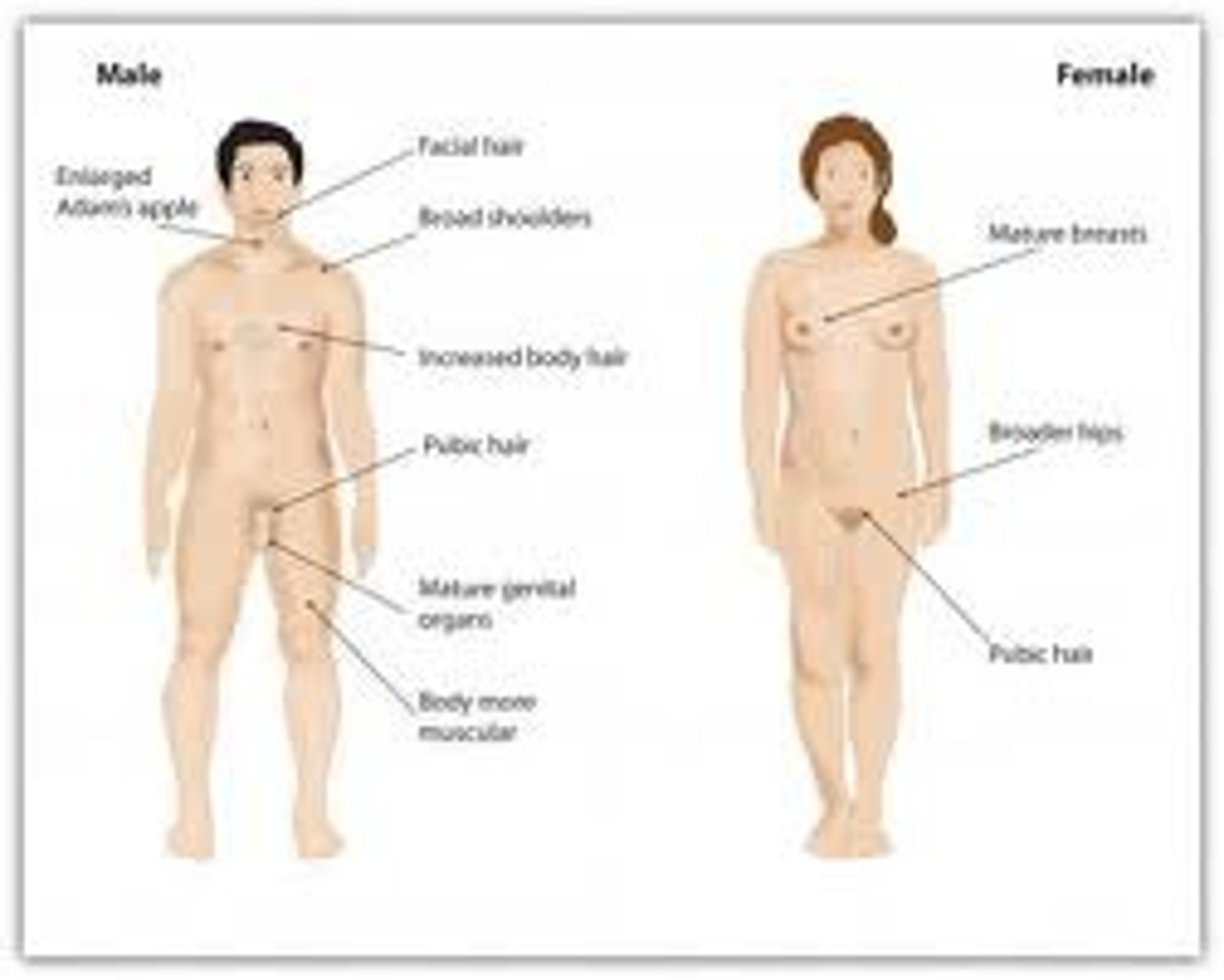 <p>the body structures (ovaries, testes, and external genitalia) that make sexual reproduction possible.</p>