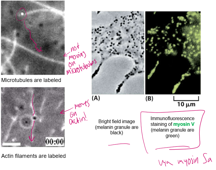 <p>Actin tubules can distract and make kinesin lose its way, but these melanin granules ALSO have myosin V binding domains! </p><p>Thus, they can travel along the webs of actin and evenly disperse. However, these roads are finicky, treadmill, and whatnot! </p><p>Ultimately, they never get to the edge of the cell and the melanin gets evenly distributed.</p>