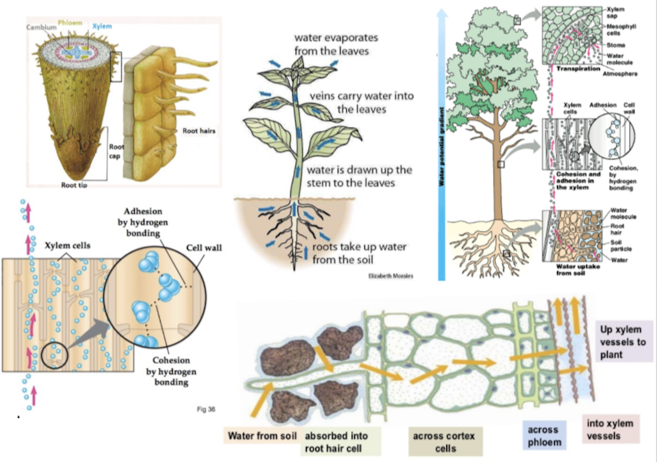 
1. Osmosis of water into root hairs (specialised cells with a large surface area for efficient uptake of water and mineral ions) → cortex of root (transports water and nutrients absorbed by the root epidermis)→ xylem of root (this movement causes root pressure). Mineral ions are absorbed by active transport as the roots have a higher solute concentration  


2. Cohesion (between water molecules so when some water molecules move they pull others with them) and adhesion ( between water molecules and the cell wall of the xylem which helps to ensure that the column doesn’t break under forces of suction) by hydrogen bonding draw water up the xylem in the stem
3. Water moves into the xylem of the leaf → moves by osmosis out of the xylem into the spongy mesophyll cells → evaporates into the air spaces → evaporates and diffuse out of the stomata in the leaves into the atmosphere