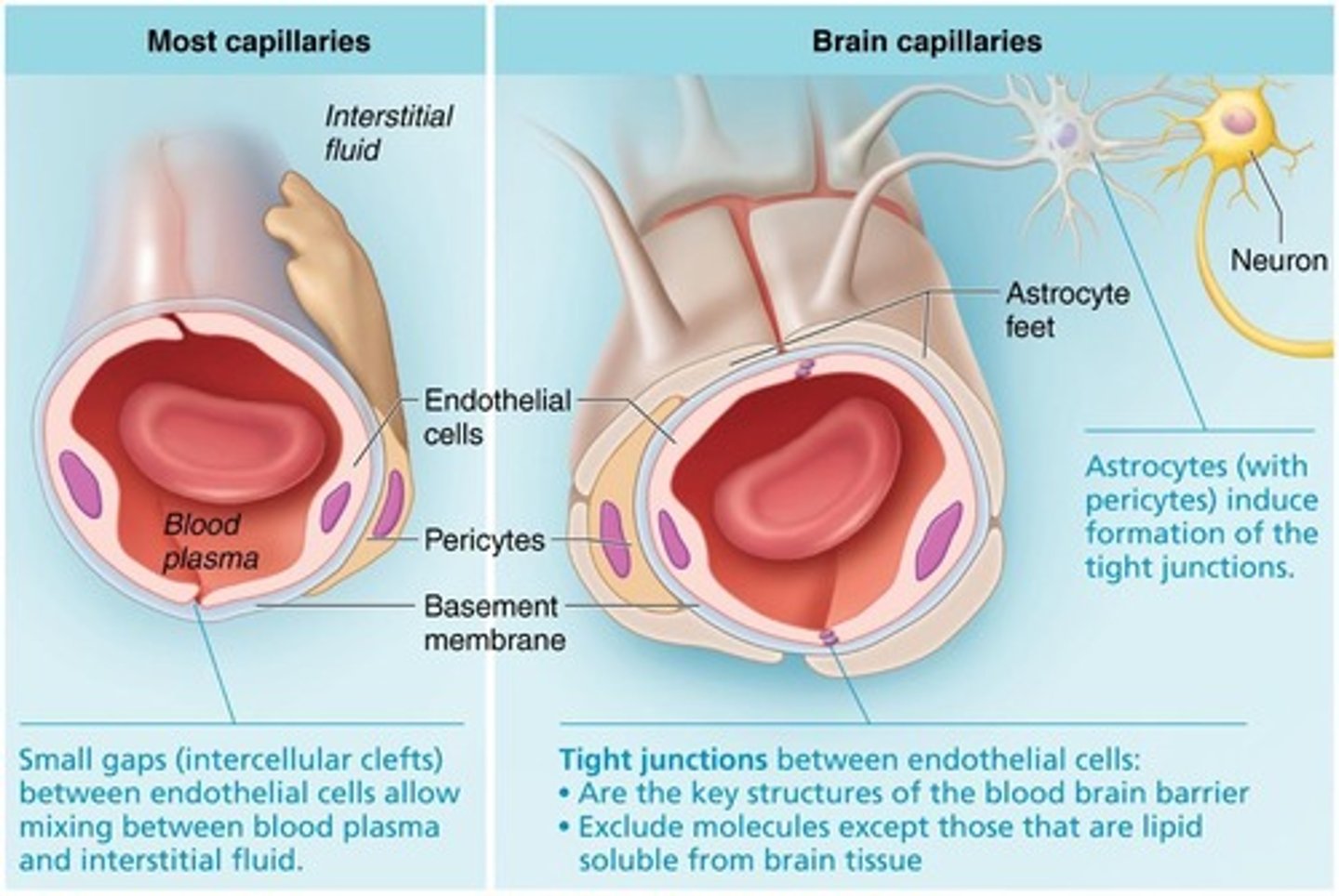 <p>A highly selective permeability barrier formed by astrocyte foot processes that protects the brain from toxic compounds and pathogens.</p>
