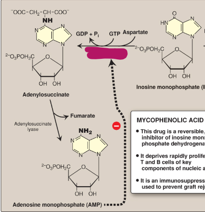 <p>Name this section of AMP synthesis.</p>