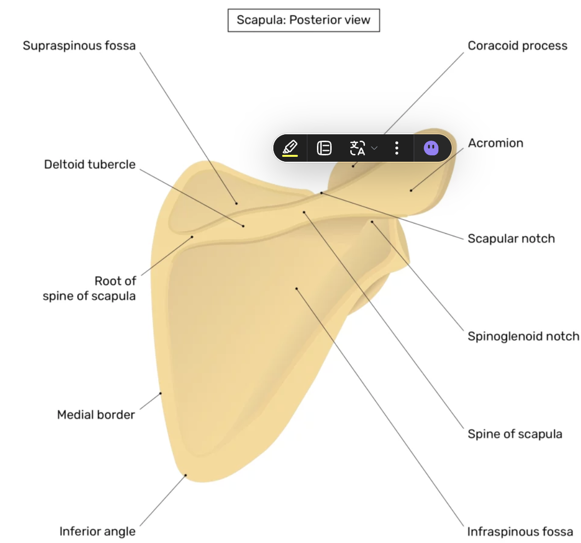 <p>Een duidelijke <strong>botrichel (verdikking)</strong> op de achterkant van de scapula.</p>