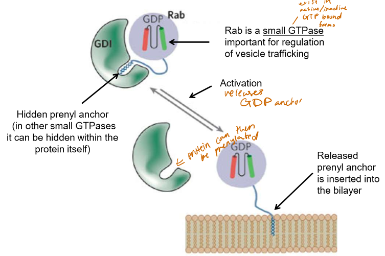 <p>GTPases, such as Rab (important for vesicle trafficking) have prenyl anchors hidden within GDIs or themselves that, when activated, can be inserted into the bilayer.</p>