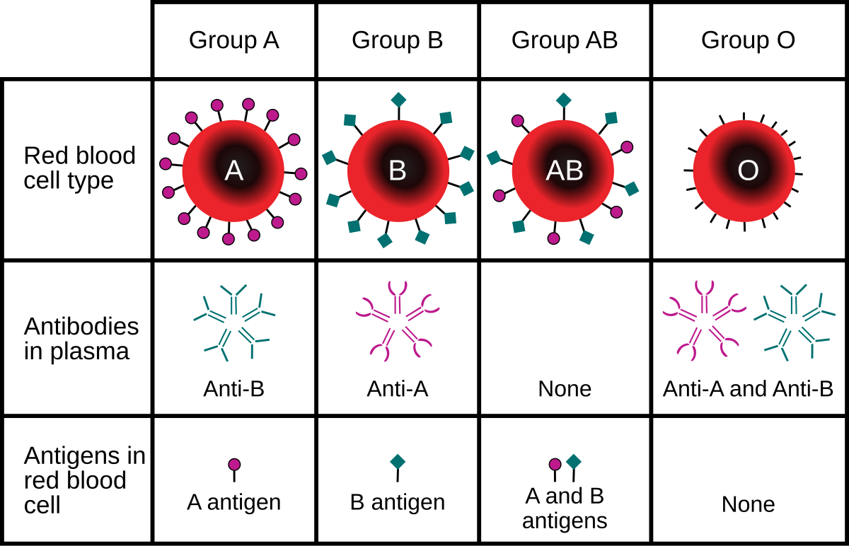 <p>Blood has certain antigens and antbodies</p>