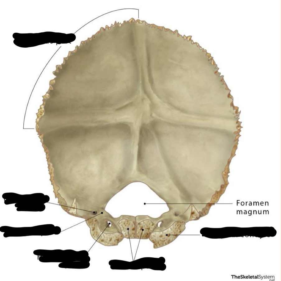 <p>occipital</p>