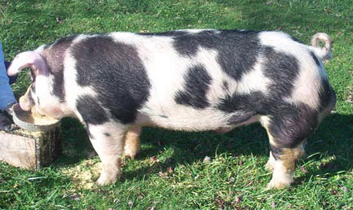 <p>What is this swine breed?</p>