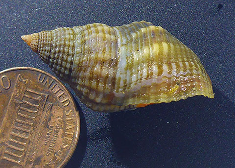 <p>Mud Nassa</p><p></p>