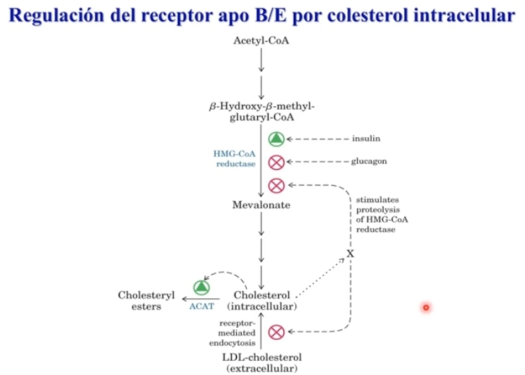 <p>Actividad HMG-COA reductasa </p><ul><li><p>+ Insulina, ATP alto</p></li><li><p>- glucagon, disminuye la cant. de glucosa, menos necesidad de formación de colesterol</p></li></ul><p>Gran entrada de colesterol a la celula</p><p><span data-name="arrow_up" data-type="emoji">⬆</span> LDL / colesterol = - sintesis, menor entrada a las</p><p>celulas, niveles de colesterol intracelulares yo son los suficientes.</p><ul><li><p>+ presencia colesterol intracelular, estimula a la formación de esteres de colesterol</p></li></ul>