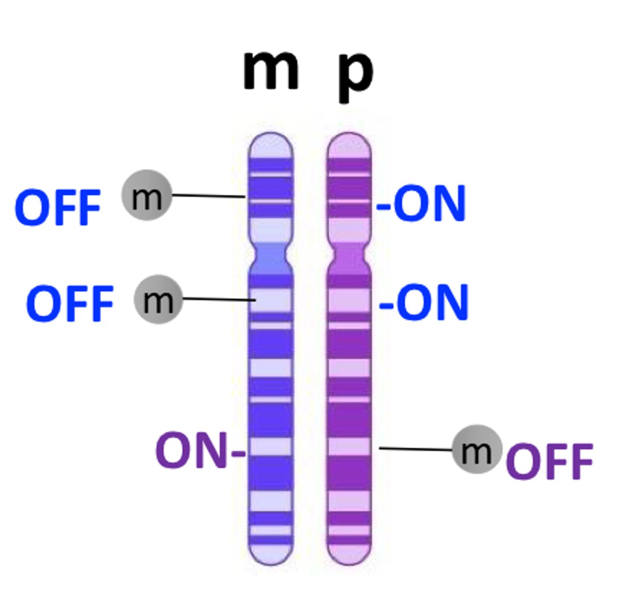 <p>maternal:<br>igf2 is OFF (methylated)<br>igfR2 is ON <br><br>paternal:<br>igf2 is ON <br>igfR2 is OFF (methylated)</p>