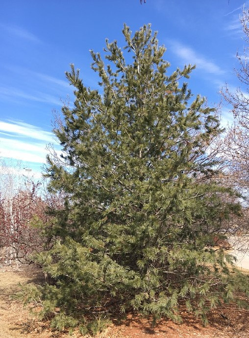 <p>Southwestern White Pine</p>