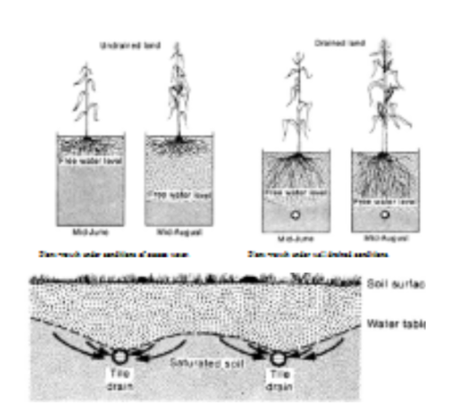 <p>Strategies to remove excess water.</p><ol><li><p>surface drainage</p></li><li><p>Tile drainage-size of main pipe based on steepness? Clay vs Plastic? When does tile drainge remove water? How does it reduce the water table?</p><ol><li><p>How does machine that makes the pipe know how to lay the pipe at a constant height even though land has a different topography</p></li></ol></li><li><p>Explain why its important for plants to have good drainage</p></li></ol><p></p>