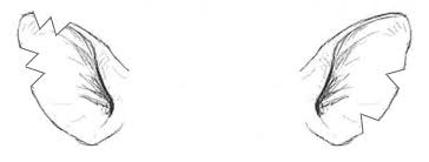 <p>What is this pigs individual number?</p>