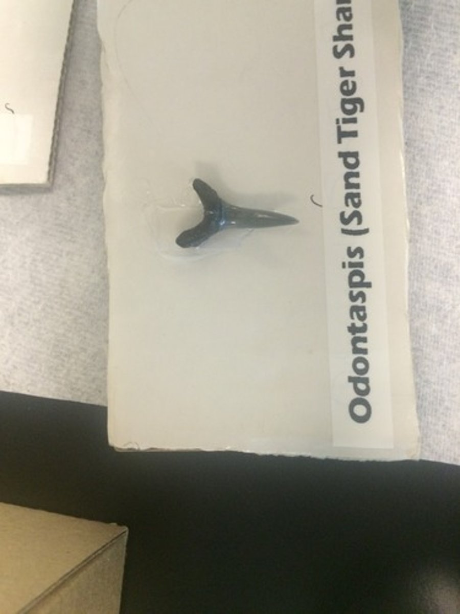 <p>shark teeth</p>