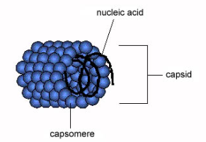 <p>Capsid shape that appears to be rod-shaped or filamentous; includes tobacco mosaic virus and ebola</p>