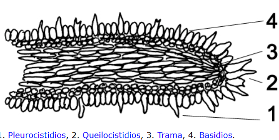 <p>Células estériles que sobresalen del himenio, a menudo con función defensiva o secretora.</p>