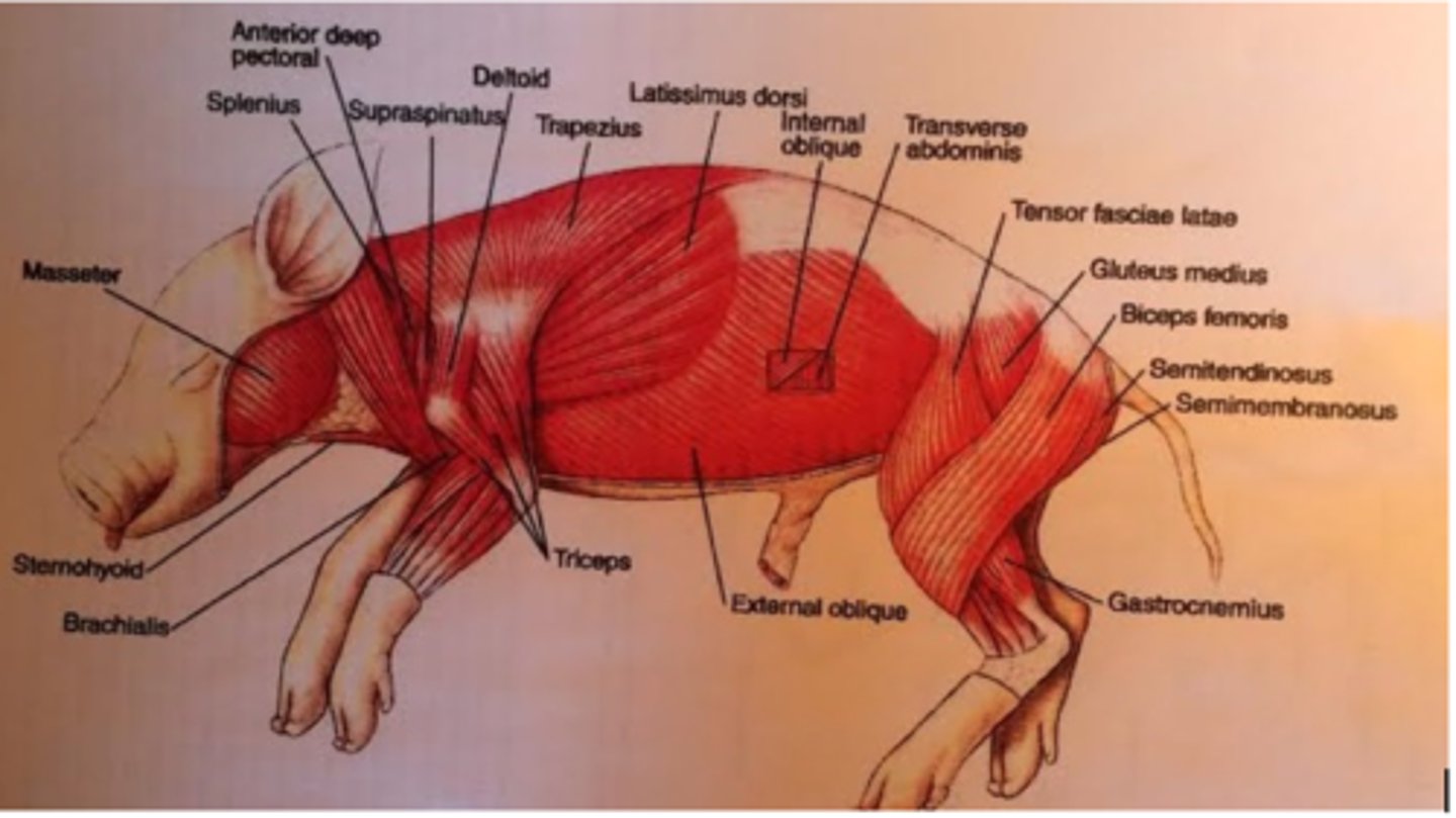 <p>L: large muscle at the anterior surface of the thigh</p><p>- origin: ilium</p><p>- insertion: patella</p><p>A: (google) extension and lateral rotation of knee; abduction and medial rotation of thigh at hip</p>