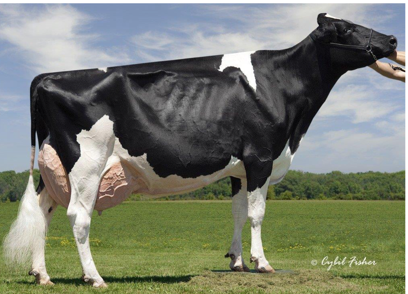 <p>The most popular dairy breed</p>