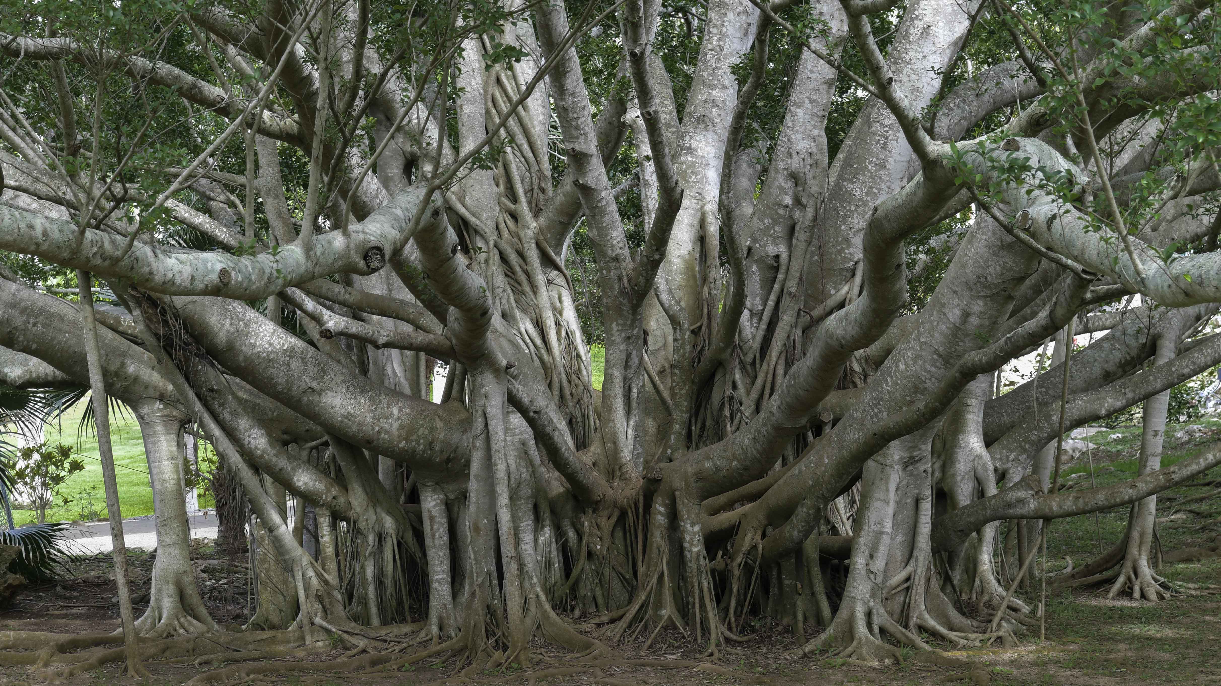 <p>Wild Banyan</p>