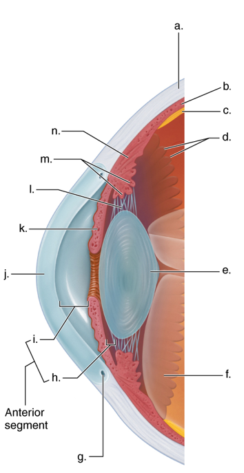 <p>Internal Eye Anatomy 2</p>