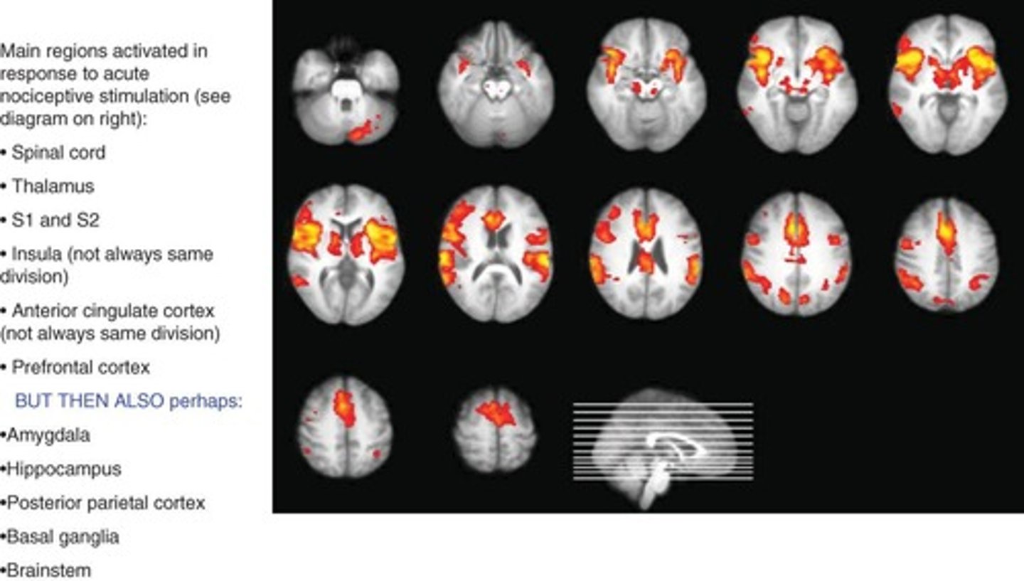<p>Primary somatosensory cortex and anterior cingulate cortex.</p>