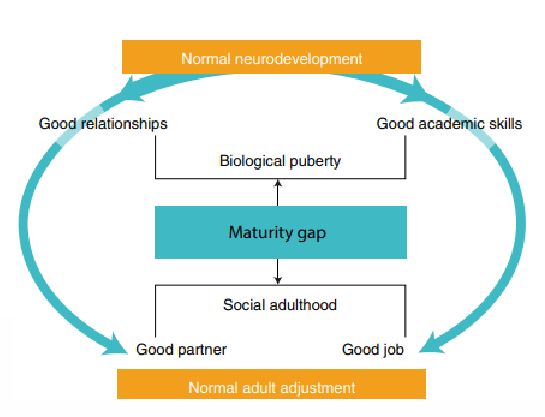 <p>1. individuation (distancing from parents)</p><p>2. experimenting (learning by doing)</p><p>3. bonding with peers (e.g., during study)</p>
