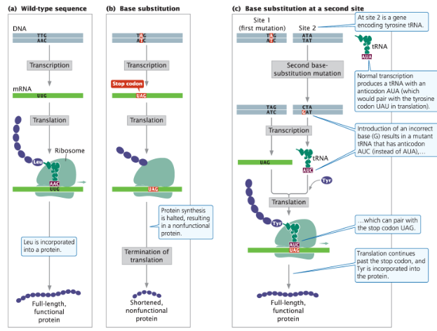 <p><strong>Intergenic Suppressor</strong><br> A suppressor mutation that occurs in a different gene from the original mutation</p><p><strong>Mechanism</strong><br> The second mutation can be a gain-of-function mutation<br> Example: a mutated tRNA acquires a novel function, such as binding to a stop codon to suppress a nonsense mutation</p>