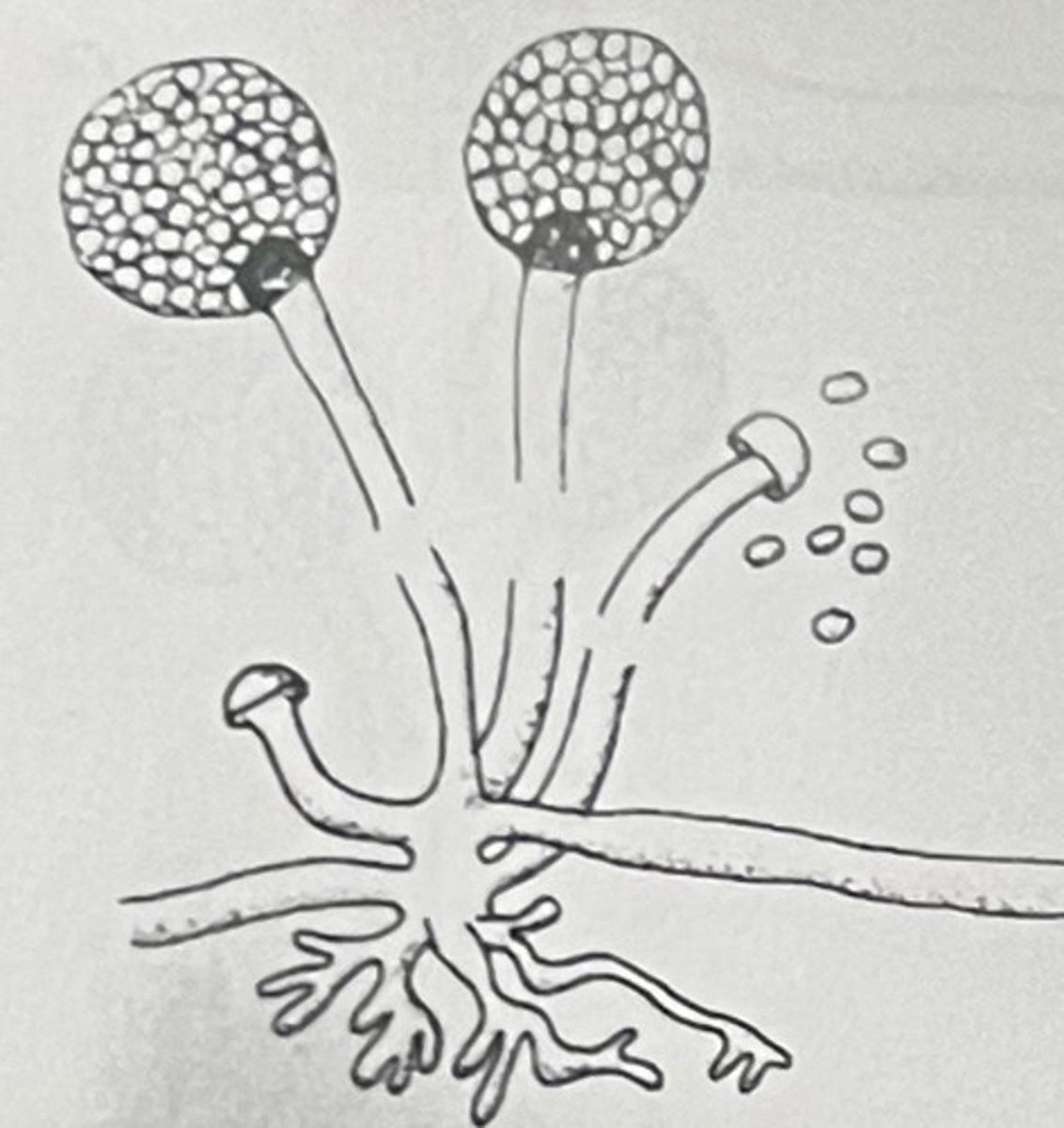 <p>Rhizoids (on bottom)</p>