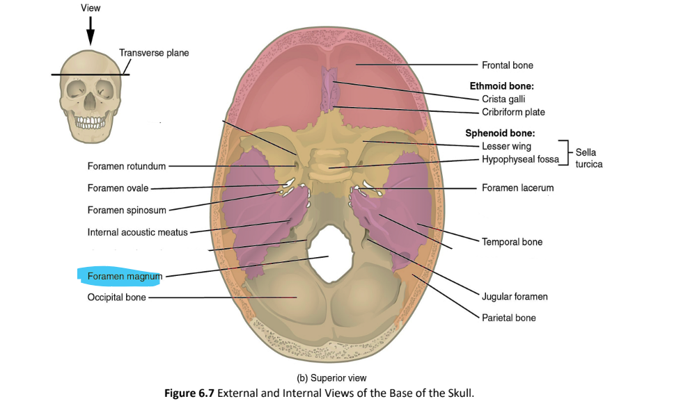 <p>foramen magnum</p>
