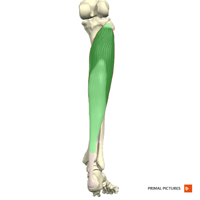 <p>Plantar flexes foot at the ankle joint </p><p>Insertion: fuse to insert onto the calcaneus (heel bone) through the Achilles tendon (also known as the calcaneal tendon)</p>