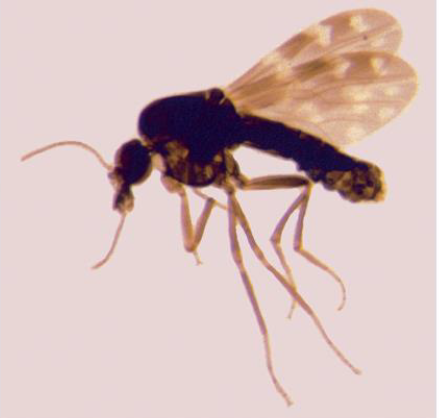 <p>Name this fly</p>
