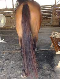 <p>The long hair at the back of a horse, used to swat away bugs.</p>