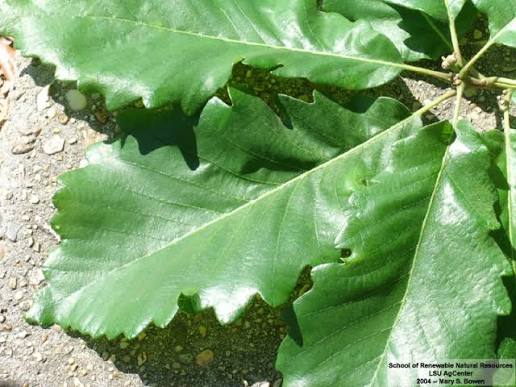 <p>Quercus michauxii</p>