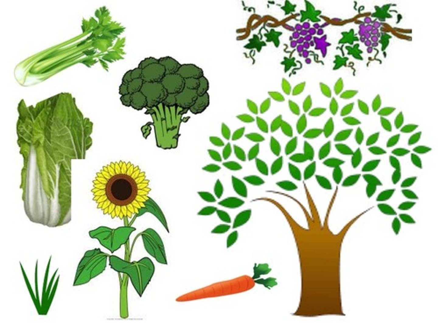 <p>kē - measure word for plants</p>