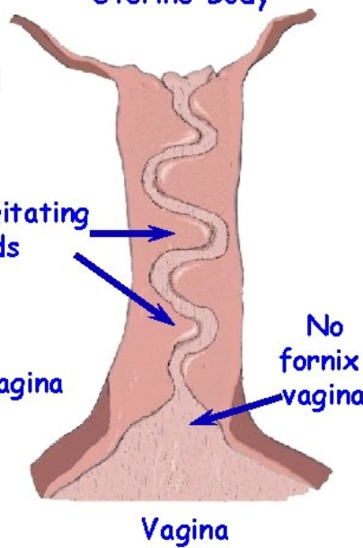 <p>What species does this cervix belong to?</p>