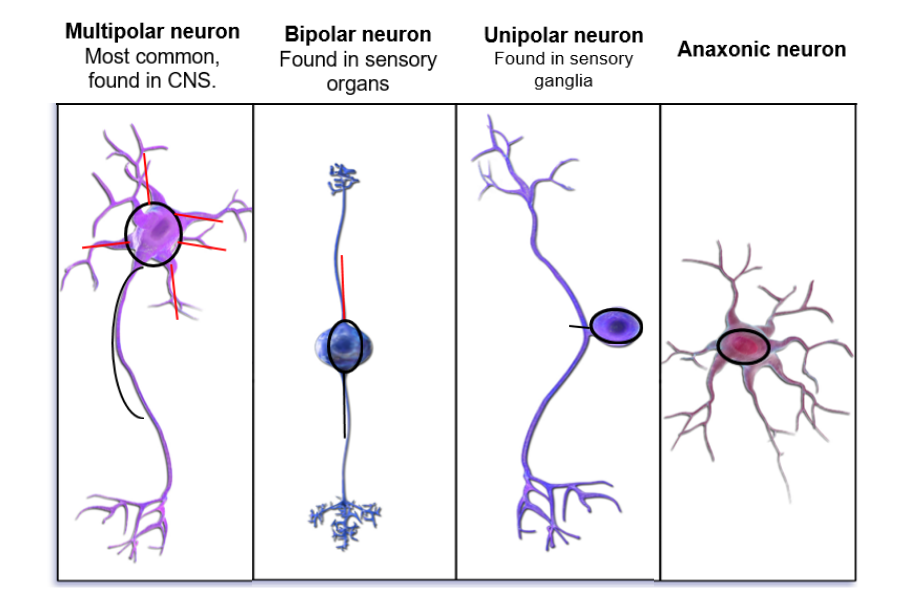 <p>describe how you classify neurons </p>