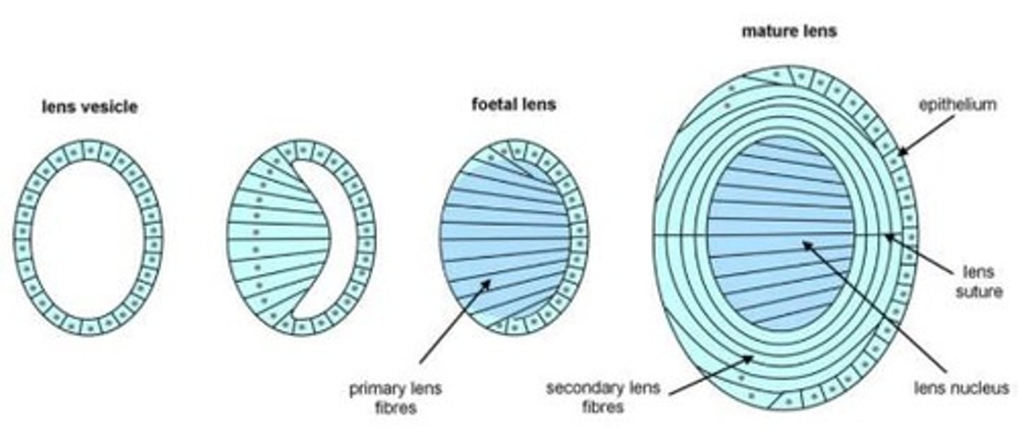 <p>Cells that elongate and surround the embryonic nucleus, contributing to the growth and shape of the lens.</p>