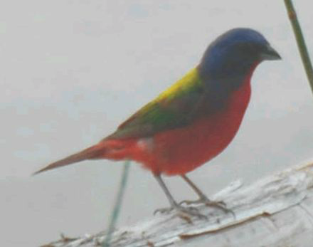 <p>Identify the species shown:&nbsp;</p>