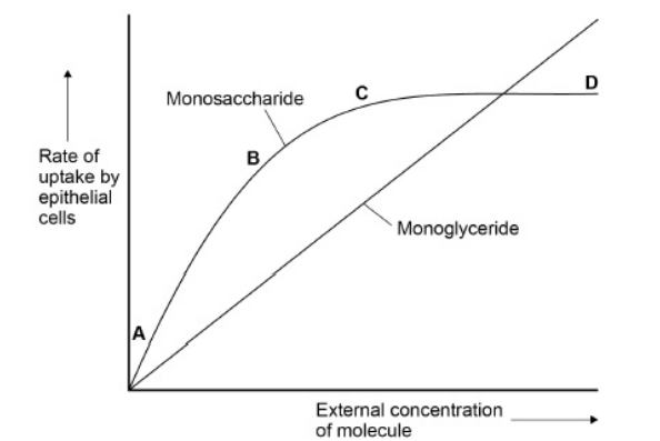<p>A scientist measured the rate of uptake of a monoglyceride and a monosaccharide by epithelial cells of the small intestine of mice. </p><p>A monoglyceride is a molecule of glycerol with one fatty acid attached. She did this for different concentrations of monoglyceride and monosaccharide.</p><p>Her results are shown in the graph.</p><p>Use your knowledge of transport across membranes to explain the shape of the curve in the graph for uptake of monosaccharides between concentrations: (3)&nbsp;</p>