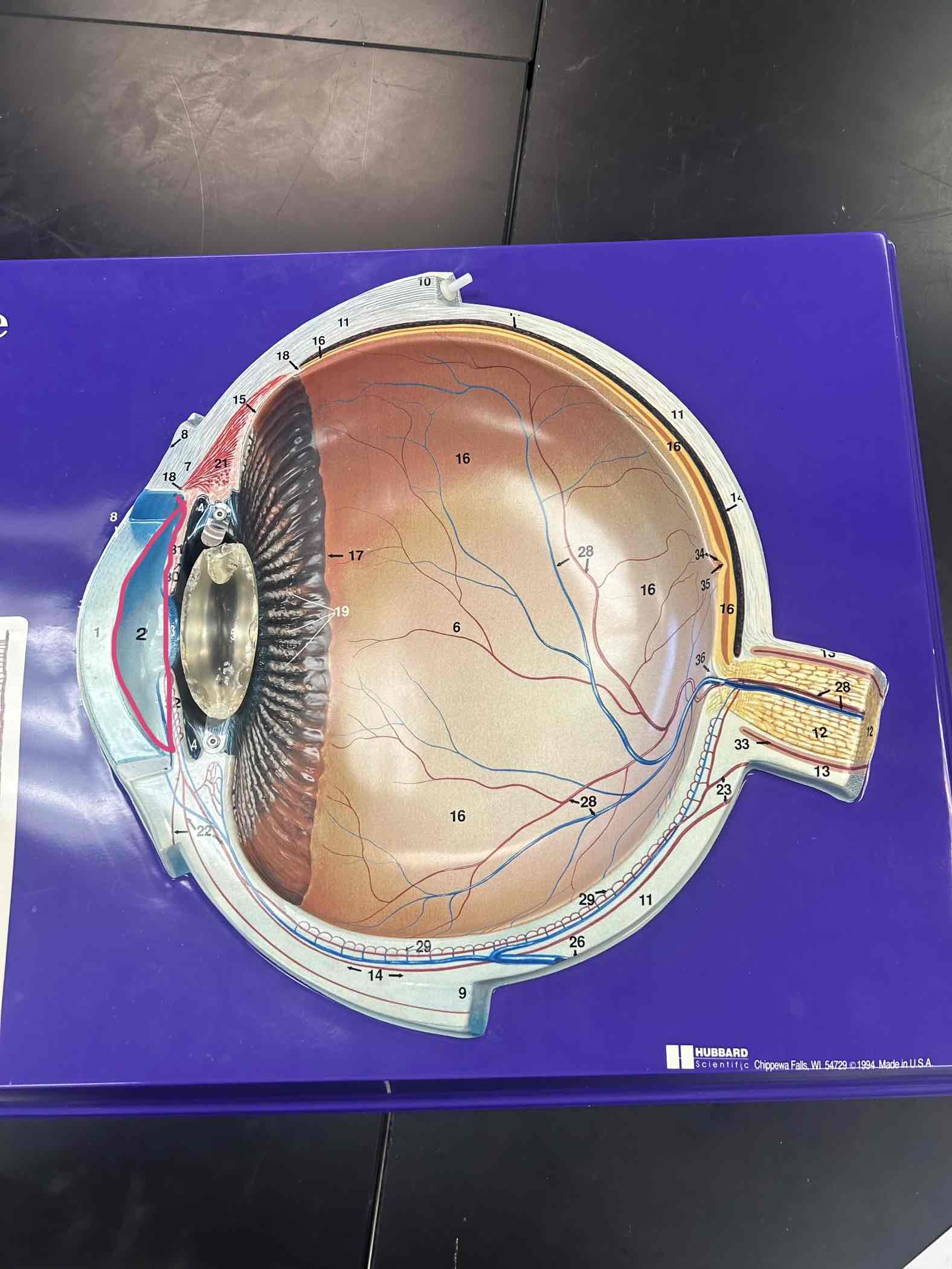 <p>Anterior cavity to the lens</p>